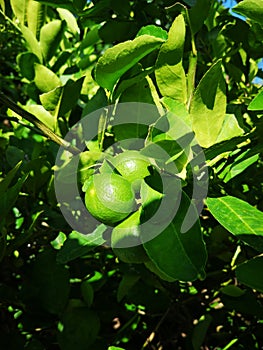 greenÃ¢â¬â¹ lime, lemom treeÃ¢â¬â¹ plantÃ¢â¬â¹